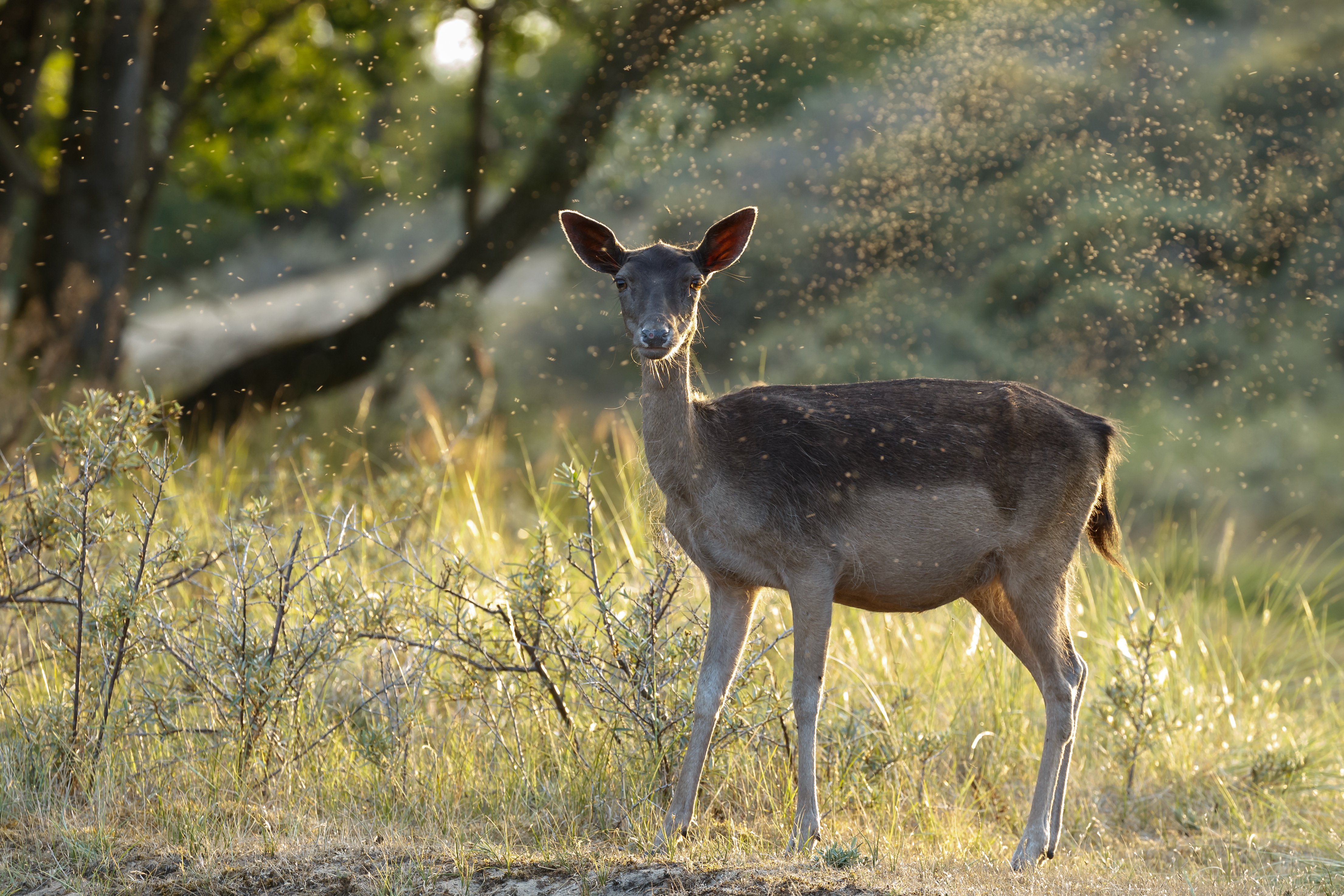 Tous les produits de Moustimug 